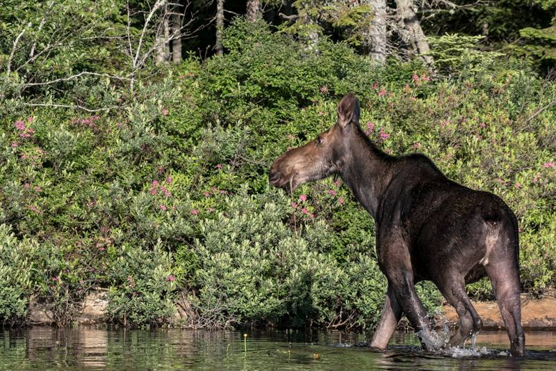 Alces americanus