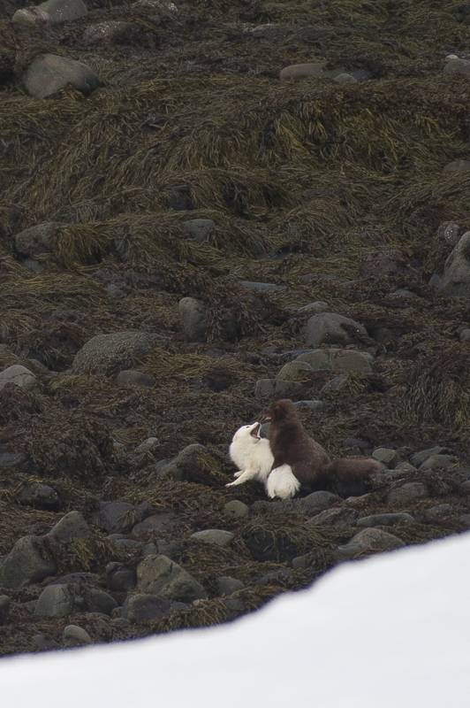 Vupes lagopus