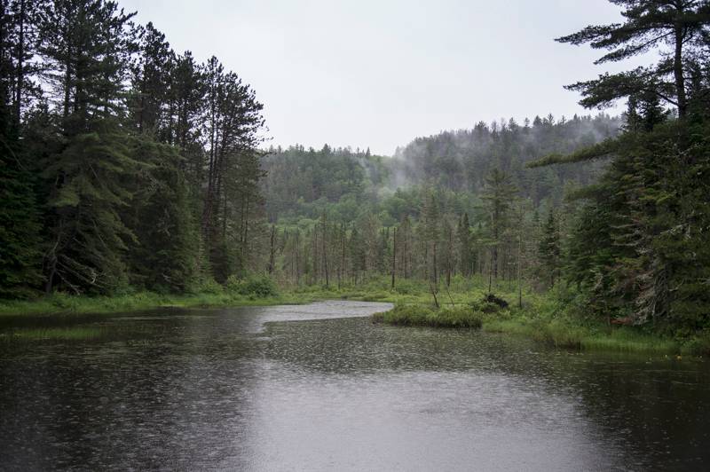 Alces americanus - biotope