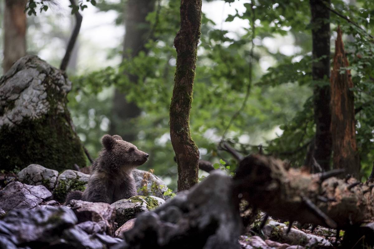 Ours brun / Brown bear