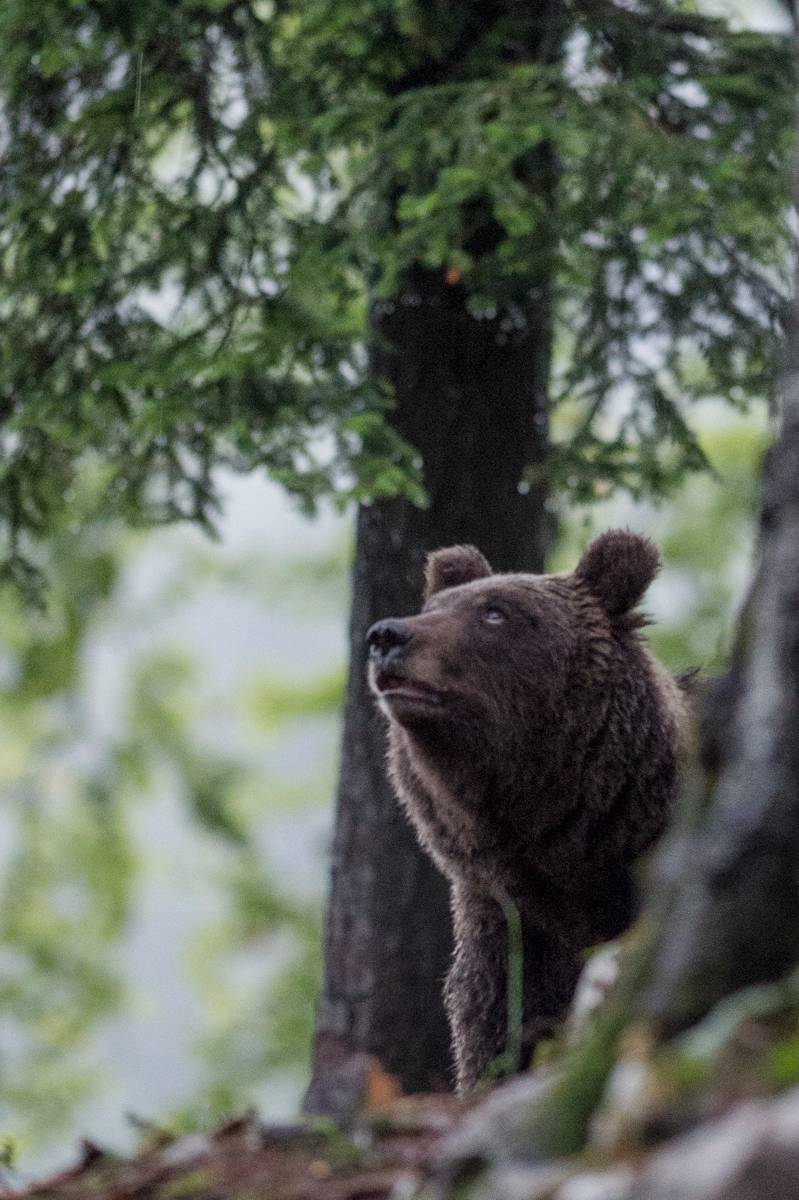 Ours brun / Brown bear