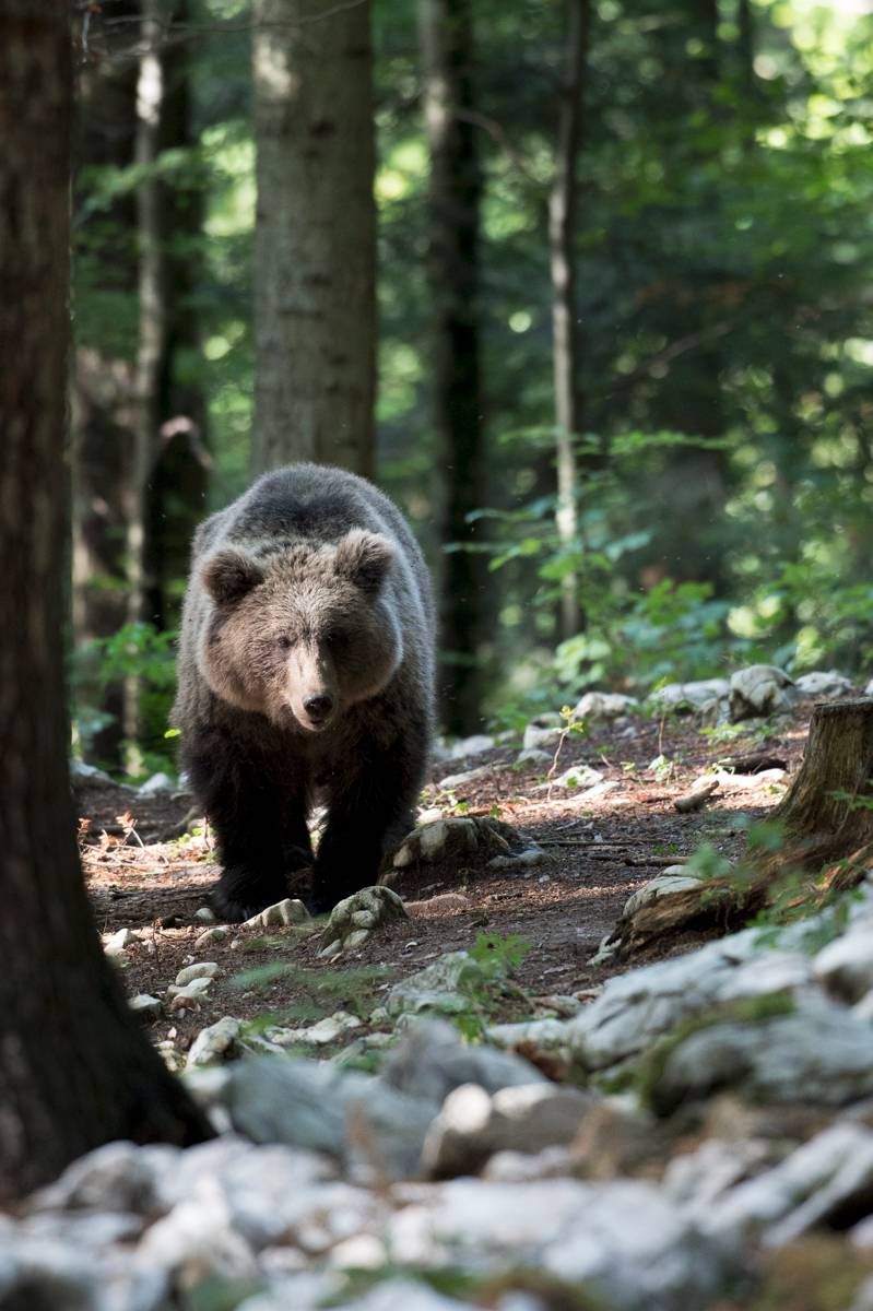 Ours brun / Brown bear