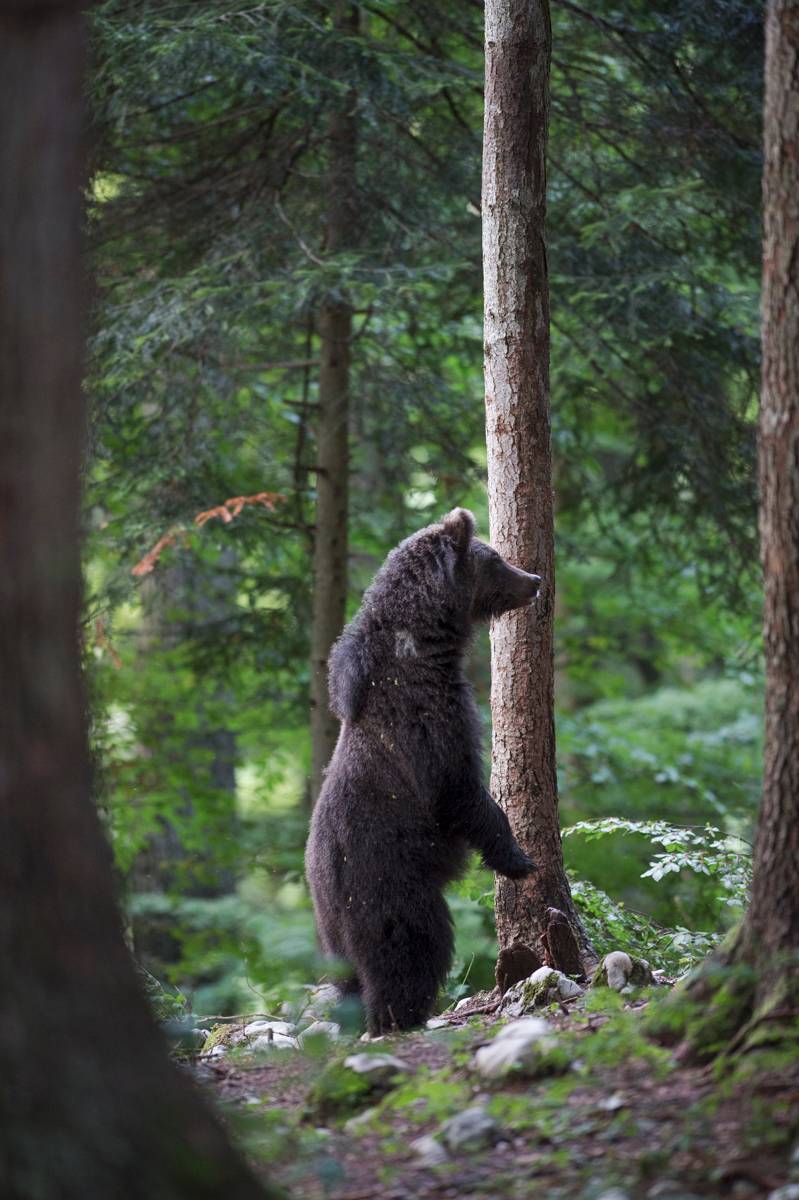 Ours brun / Brown bear