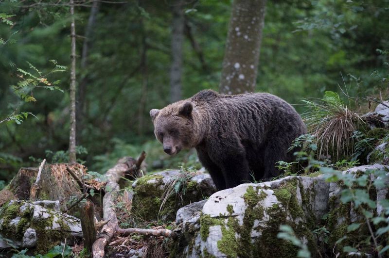 Ours brun / Brown bear