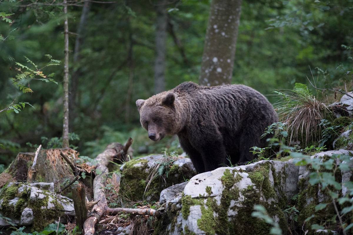 Ours brun / Brown bear