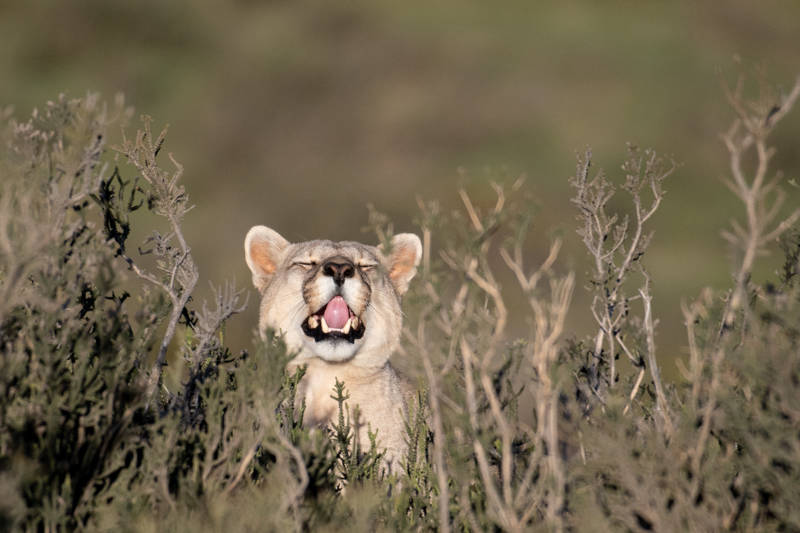 Puma concolor