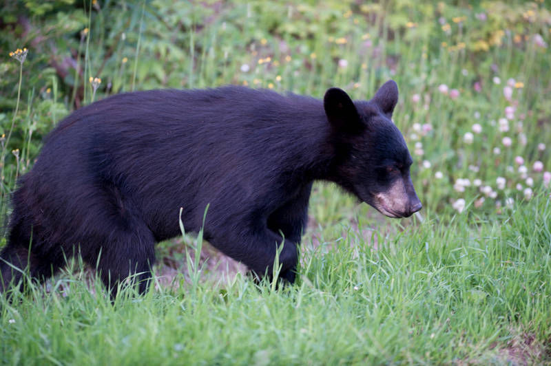 Ursus americanus