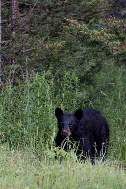 Ursus americanus