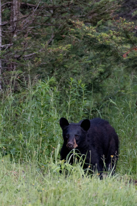 Ursus americanus