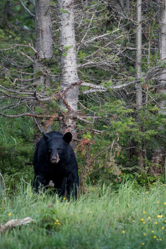 Ursus americanus