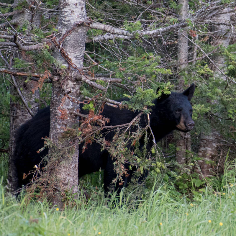 Ursus americanus