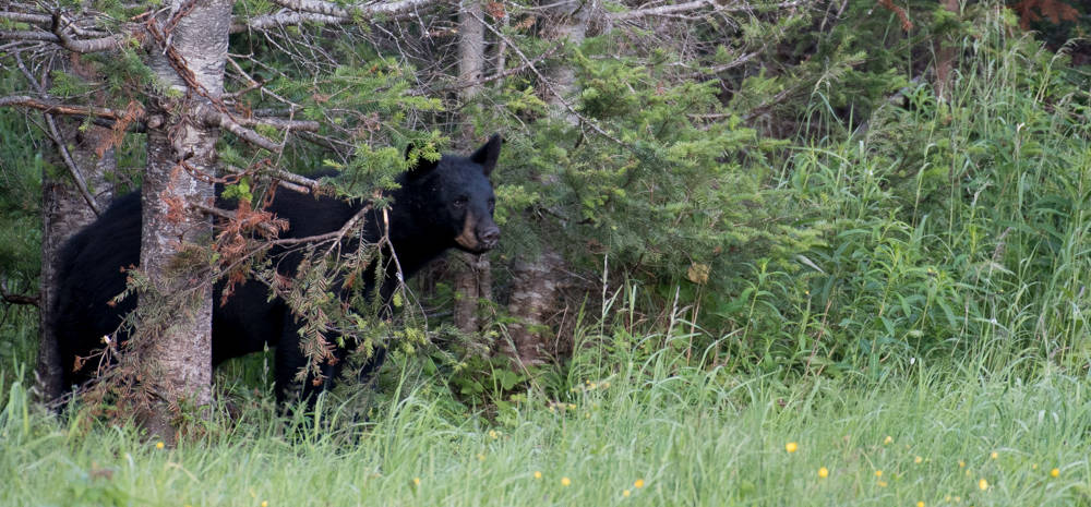 Ursus americanus