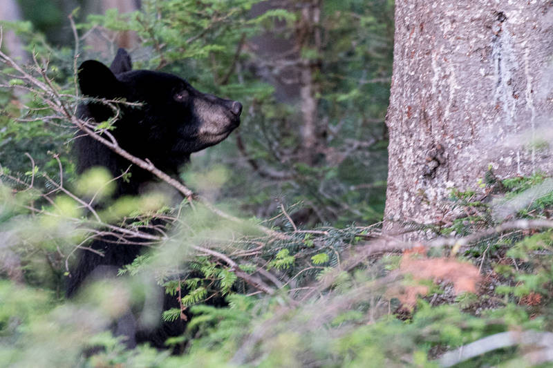 Ursus americanus