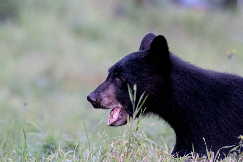 Ursus americanus