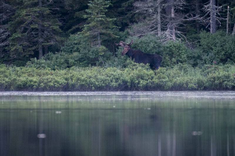 Alces americanus