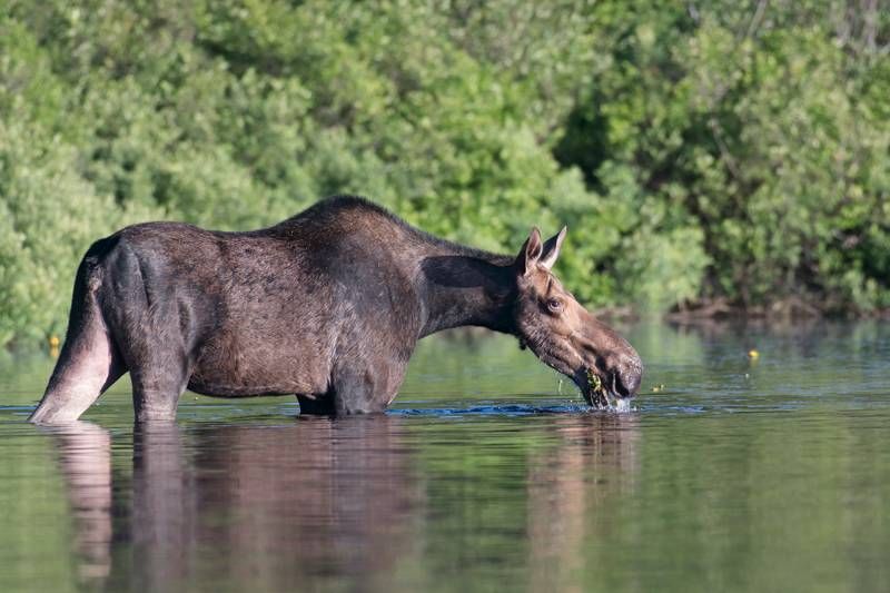 Alces americanus