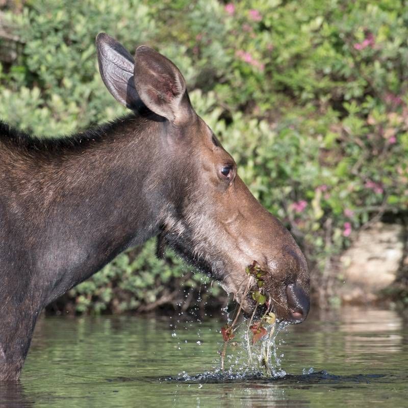 Alces americanus