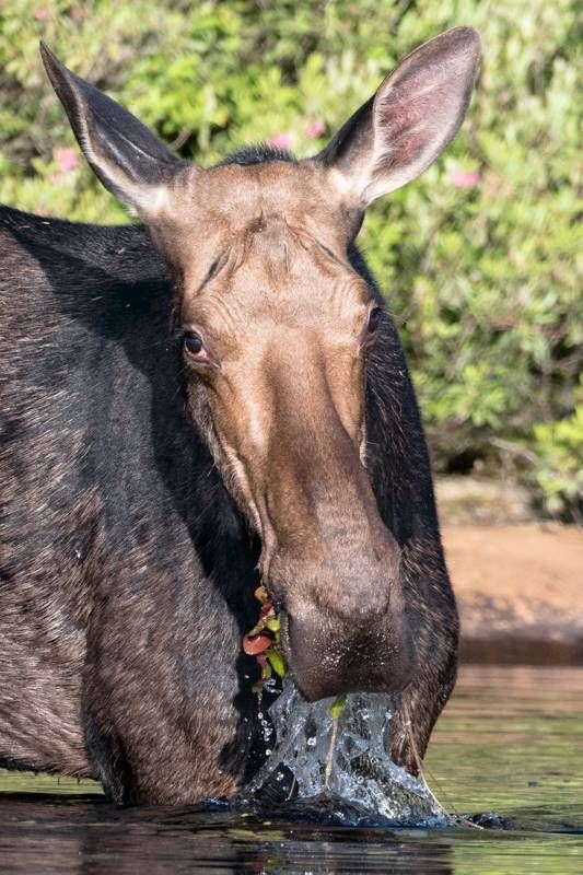 Alces americanus