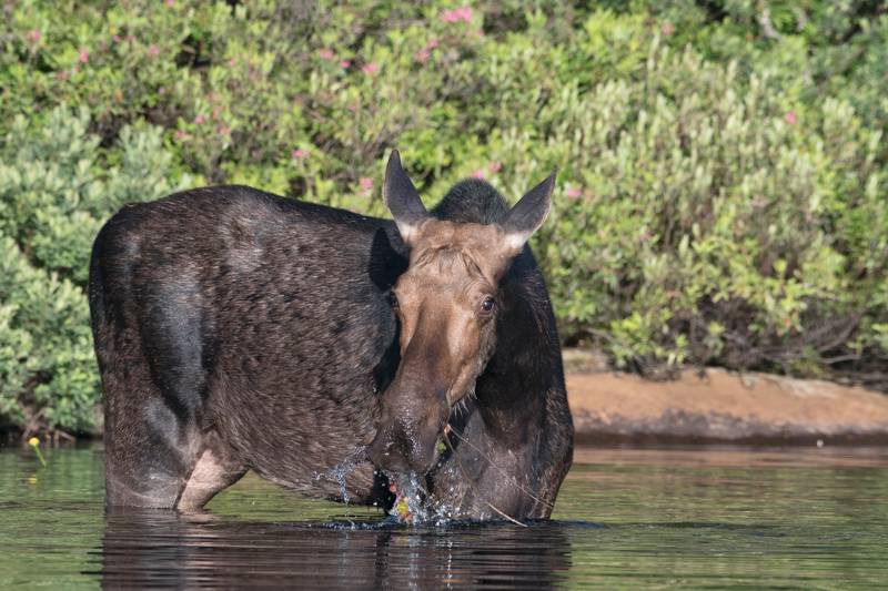 Alces americanus